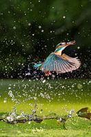 Kingfisher flies up with prey