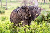 Eye contact with Elephant / African landscape / Nature photography / Uganda