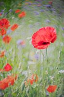 Poppy in a flower meadow