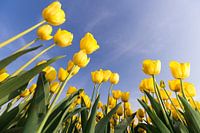 Gele tulpen tegen blauwe lucht