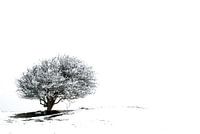 Einsamer Baum im Schnee 2