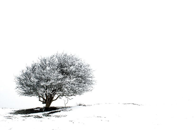 Lonely tree in the snow 2 by Jacqueline Lodder