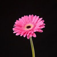 Roze Gerbera