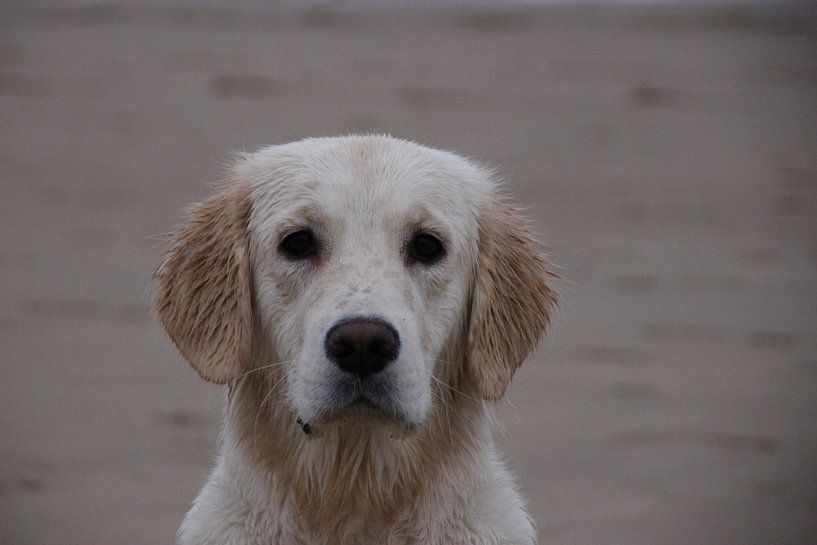 R O M Y von Massimo Verhoeven