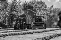 Heuernte an einem glühend heißen Tag (schwarz-weiß)