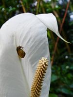 Kleine slak op een Flamingobloem