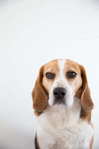 Beagle George von Janine Bekker Photography