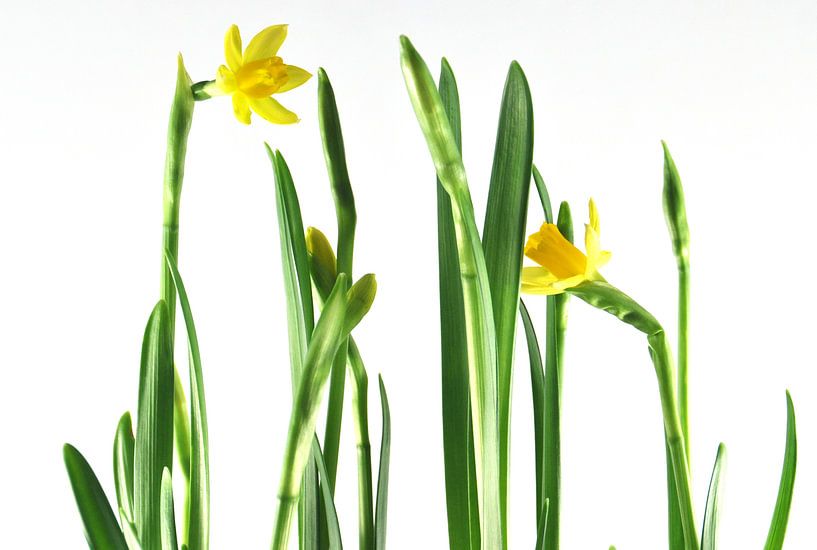 Narcissen von Monique van Waterschoot