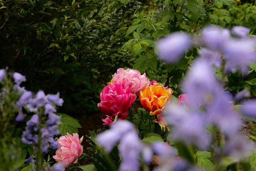 Floraison printanière par Bas Nieuwenhuijsen