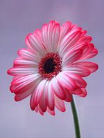 Gerbera