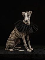 Whippet met zwarte kraag