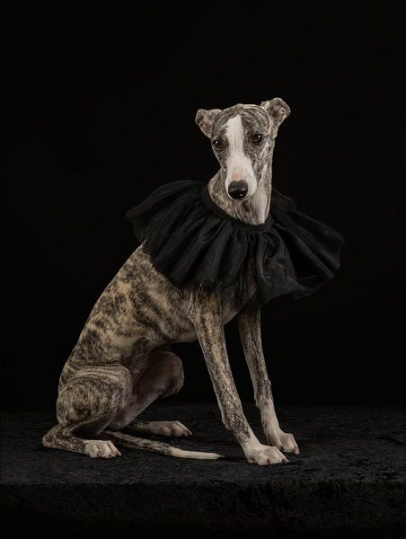 Whippet met zwarte kraag van Laura Loeve