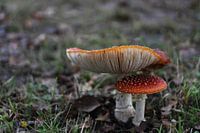 Roter Champignon