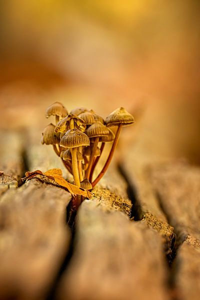 Mushrooms on a tree stump by Leon Okkenburg