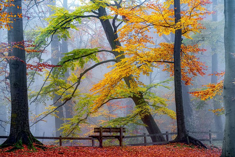 Nehmen Sie Platz und genießen Sie II. von Lars van de Goor