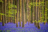 Printemps dans le Hallerbos