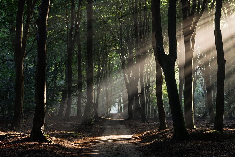 Rayons de soleil à travers la forêt de Speulder par Dick Portegies