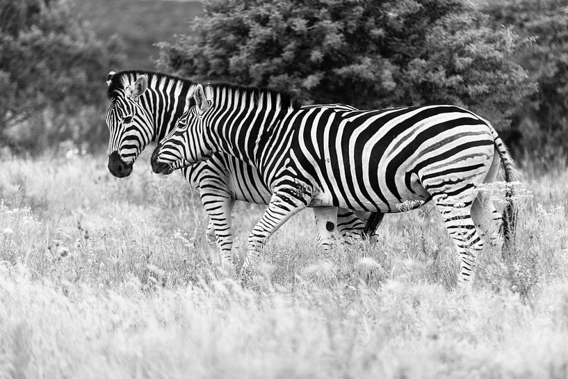 Verliebt... von Ellen van den Doel
