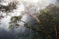 Brouillard dans la jungle