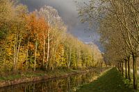 Herbst Biesbosch