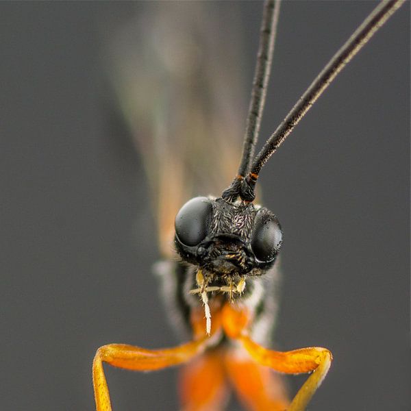 Guêpe des bois par Marlies Wolfert