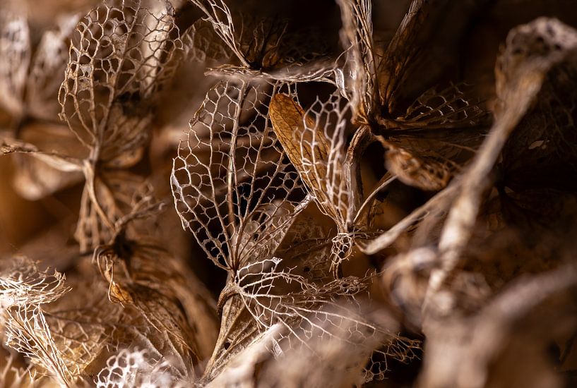 Hortentia super Macro par Dani'el Van den Berg