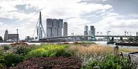 Rotterdam, ville mondiale, sur la Meuse en été