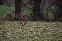 Ein Hase gefolgt von einem Hasen