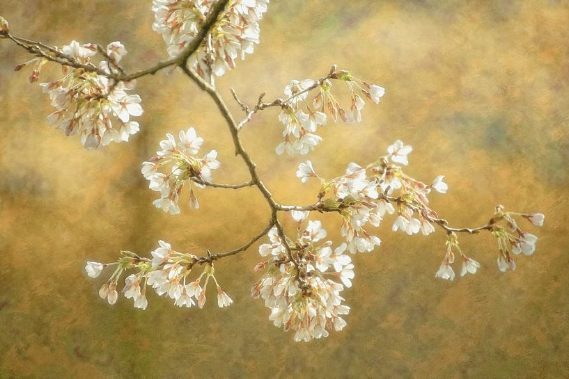 Celebrate by Lars van de Goor