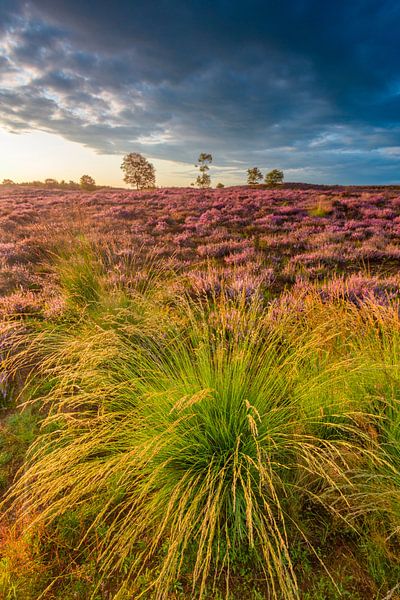 Blooming Heather plants in Heathland landscape during sunrise by Sjoerd van der Wal Photography