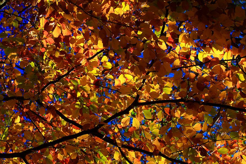 Beech by Thomas Jäger