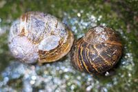 Snail couple
