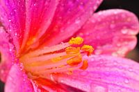 water on flower macro