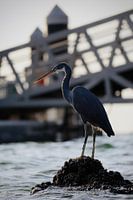 Heron in Dubai
