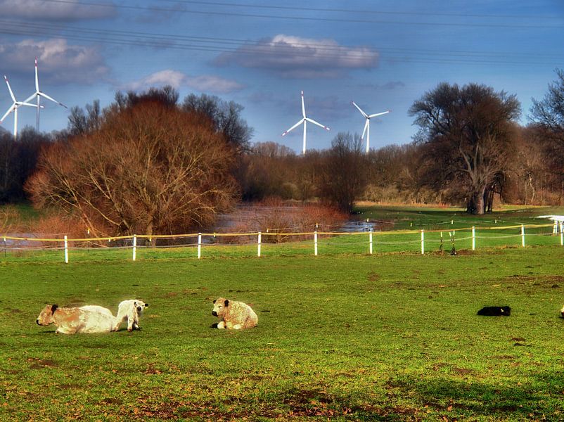 Bovins par Edgar Schermaul
