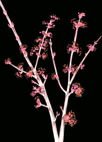 Cerise japonaise par FRESH Fine Art