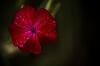 Her Morning Elegance