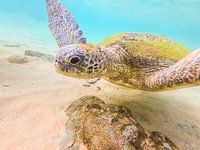 Schildkröte im Meer