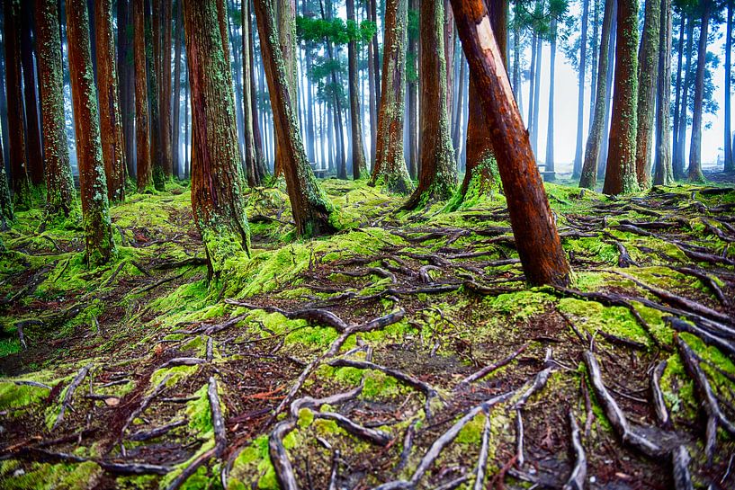 Fruchtbarer Boden von Maarten Coolen