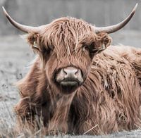 Portrait of a Scottish Highlander