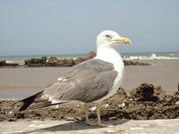 strandmeeuw Essaouira Marokko