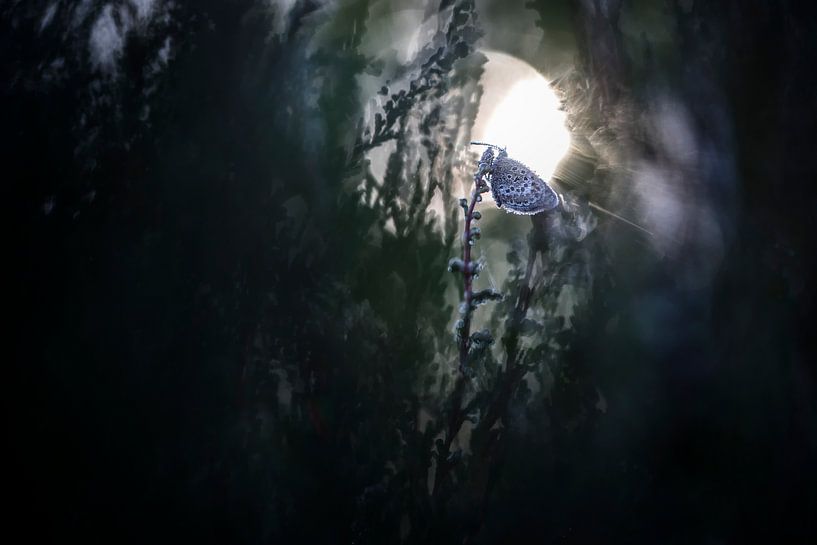 Herrlicher Sonnenaufgang von Bob Daalder