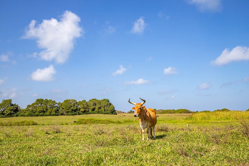 Vache dans une prairie verdoyante, Pointe Allègre, Sainte Rose Guadeloupe par Fotos by Jan Wehnert