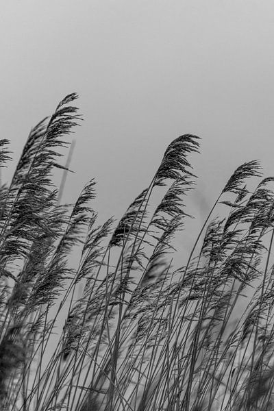 Reed. Fine art photography. Wall decoration. Black and white and moody by Quinten van Ooijen