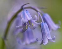 Wilde Hyazinthe macht Bogen im Wald