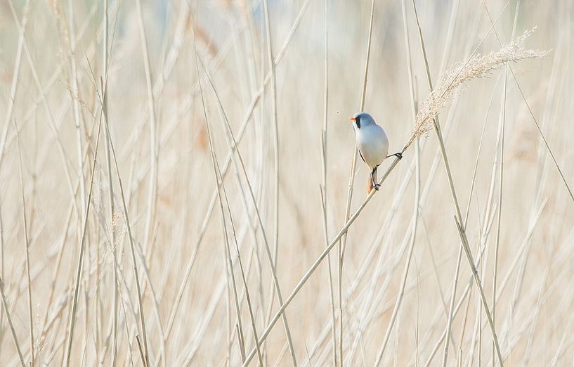 Der bärtige Mann von Danny Slijfer Natuurfotografie