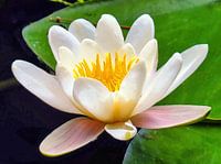 Waterlily/Holy Lotus