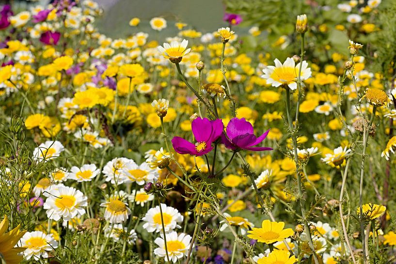 Akkerbloemen bloemen von W J Kok