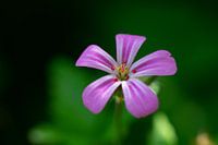 Close-up Robertswort