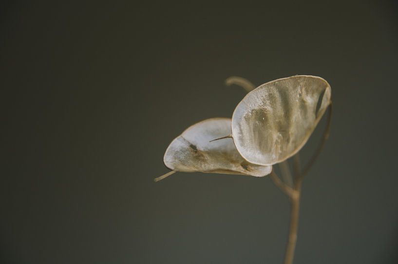Dry flowers, minimalist by Byroosmarijn